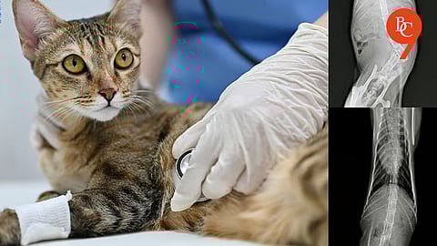 Paralyzed Cat Walks Again After Spine Surgery in Pune