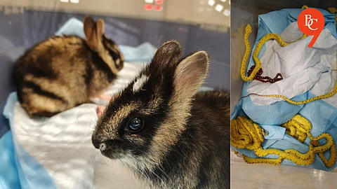 Two Held for Smuggling Exotic Species from Bangkok