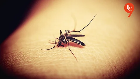 Mosquitoes Adapt to Repellents, Continue to Threaten Public Health