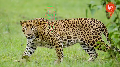 Maharashtra Takes Major Step to Control Rising Leopard Attacks in Pune and Nearby Districts