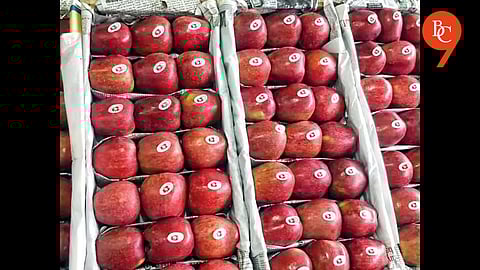 Afghani Apples Reached Pune Via Sea Route as Rain Disrupted Indian Supply