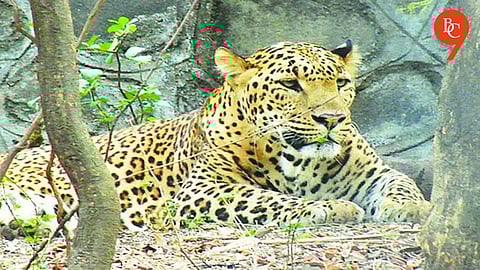 Pune: Forest Department Issues Shoot Order After Leopard Kills Boy in Shirur
