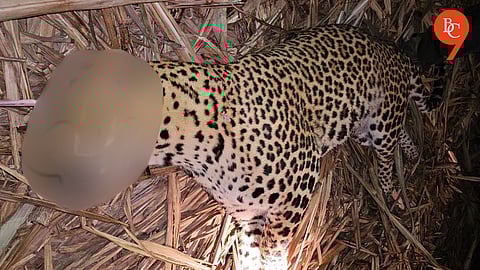 Pune: Man-Eater Leopard Killed After Death of Three Deaths in Pimparkhed