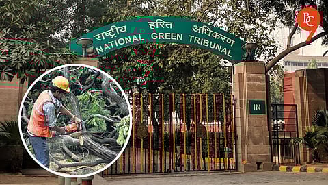 Pune: NGT Seeks Report from Civic Body on Tree Cutting and Compensatory Afforestation
