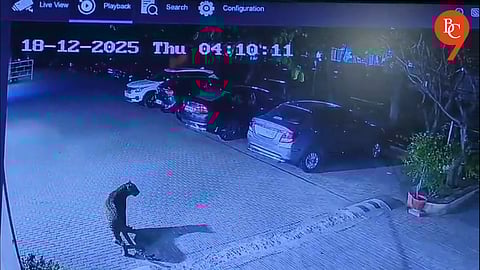 Pune: Leopard Spotted in Keshav Nagar, Forest Department Launches Search Operation