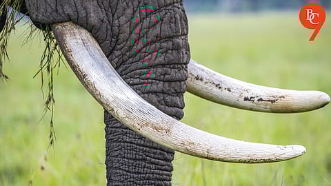 Elephant Tusks Stolen from Kerala Army Camp: Police Launch Investigation