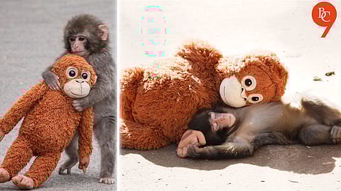 Punch the Monkey and the Science Behind Maternal Abandonment in Wildlife | Explained