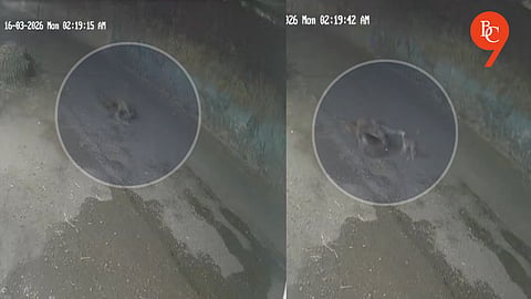 Pune: Woman Mauled to Death by Six Stray Dogs in Chakan’s Ambethan Chowk