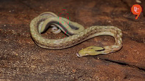 Pune: Rare Eyeless Snake Found in Pashan Gets International Scientific Recognition