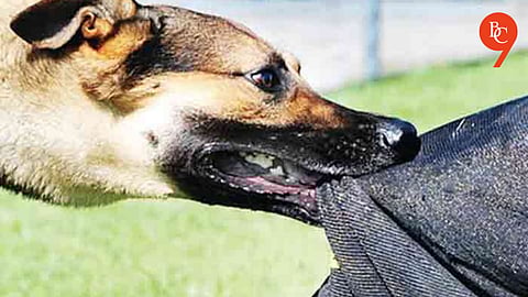 Pune: Five Injured in Suspected Rabid Dog Attack Near Mhatre Bridge