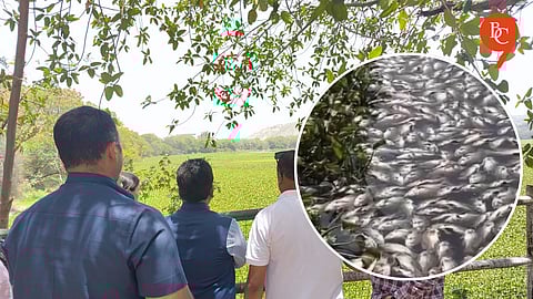Pune: Dead Fish Crisis at Pashan Lake; PMC Suspends 4 Officials Over Sewage Negligence