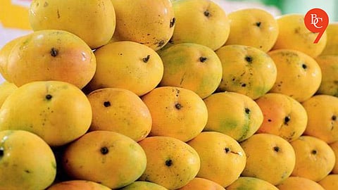 Karnataka Alphonso Mangoes Keep Prices Stable in Pune Markets
