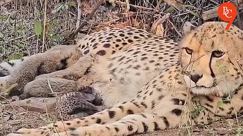 Four Cheetah Cubs Born in Wild at Kuno National Park Found Dead, Leopard Attack Suspected