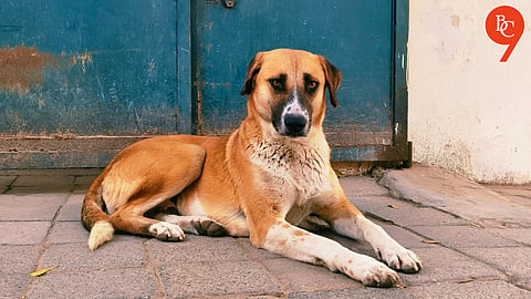 SC allows euthanasia of rabid and aggressive stray dogs, rejects plea to stay earlier order on stray dogs