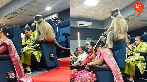 ‘Unbelievable’ Monkey Crashes Census 2026 Workshop in Gujarat, Chaos Clip Goes Viral