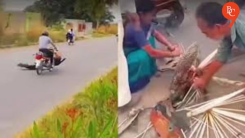 ‘Shame on Humanity’: Injured Peacock Cries in Pain as Onlookers Pluck Feathers Instead of Helping