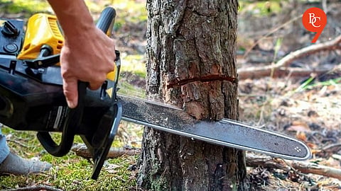 Pune Civic Body Withdraws Tree-Cutting Notice on Ganeshkhind Road After Public Concerns