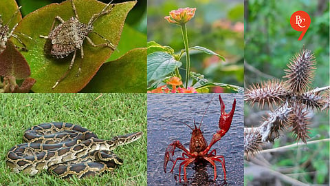 How Invasive Species Are Endangering Biodiversity Across the Global South