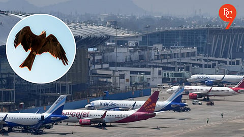 Black Kites Emerge as Biggest Threat to Safe Flights at Pune Airport