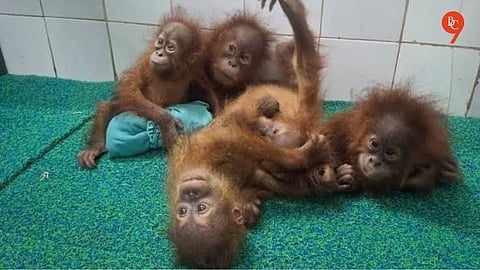 Five baby orangutans found in Odisha forest spark probe into suspected international wildlife smuggling racket