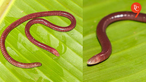 Western Ghats: Chandgad Dialect Inspires Name of New Caecilian Species