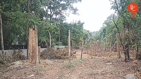 Pune: Kothrud Tree Felling Halted Over Lack of Space for Transplantation