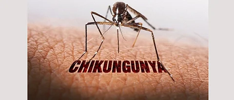 Pune records most chikungunya cases in 2 yrs