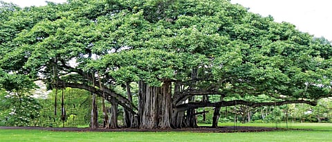 Awareness badly needed on native plants