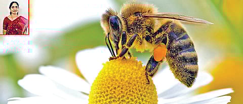 CBRTI to train beekeepers across India
