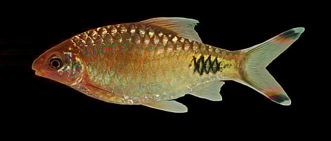 Three new fish species found in the Western Ghats