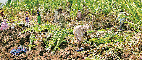 Sugarcane crushing season to start from tomorrow