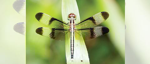Dragonflies, the forgotten indicators of the ecosystem’s good health