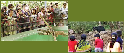 Vacations, new attractions boost footfalls at Katraj Zoo