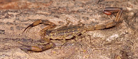 World Biodiversity Day 2020: New scorpion species discovered by Pune scientists