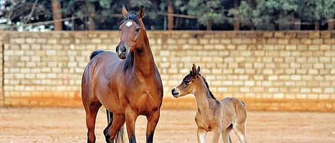 Embassy International Riding School breeds Arabian foal