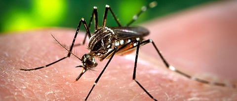 Pune: Dengue cases surge, PMC health department enforce preventive measures