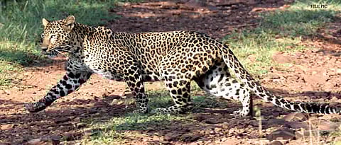 Leopard killed in accident on Pune-Nashik highway
