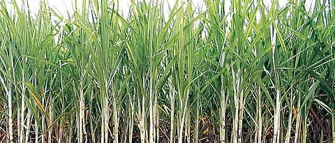 Sugarcane straws in the political wind