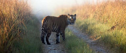 Sahyadri Tiger Reserve has no STPF in spite of govt approval