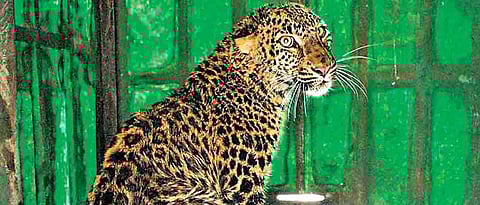 ‘Killing animals not the solution’