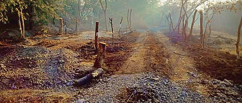 Tree activists irked by half-hearted work by PMC on replanting trees