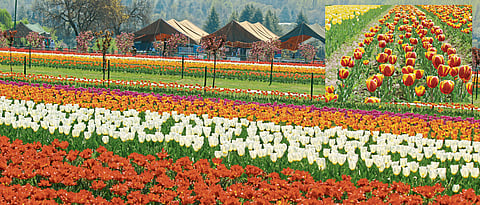 When Srinagar becomes more colourful...