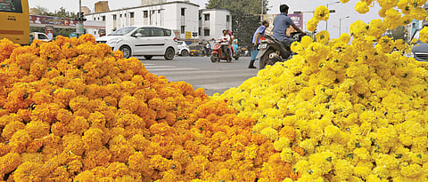 50 per cent drop in prices of flowers during Navratri festival