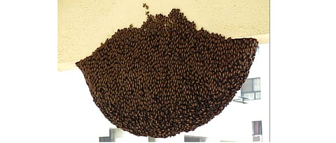 Bee attack forces kin to abandon body at burial ground