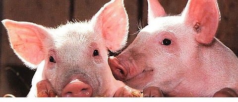 New flu strain in pigs could potentially trigger another pandemic: Chinese scientists