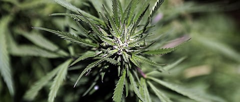 Six from family hospitalised after vendor friend plays prank selling cannabis as methi