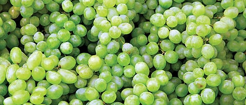 Maharashtra Sets Record with 3.24 Lakh Tonnes of Grape Exports to 50 Countries