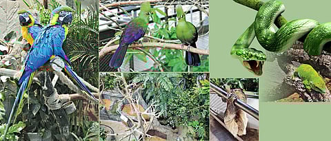INTO THE RIVETING RAINFOREST
