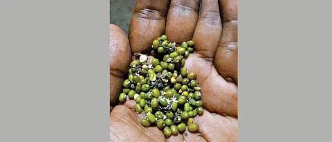 Rot in produce adds to farmers’ woes