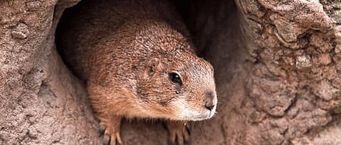 Bubonic plague: All you need to know